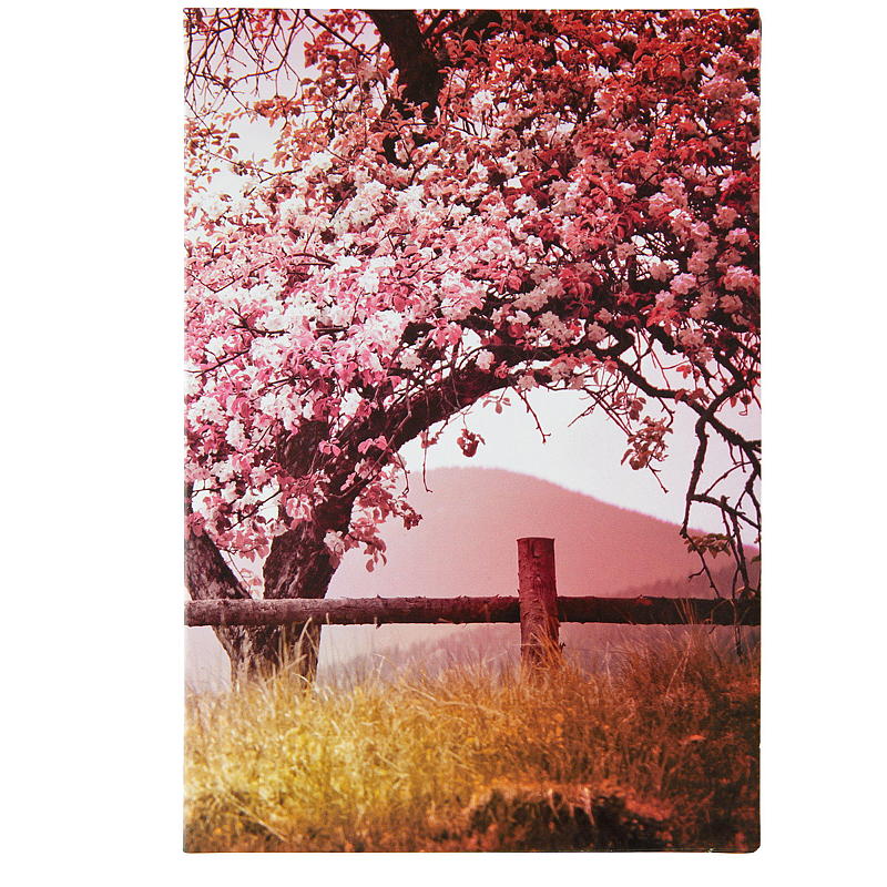arbre à fleurs roses nain