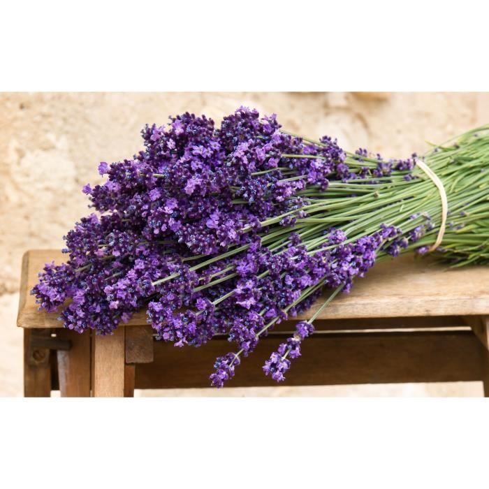 50 semillas aromáticas - LAVANDA VERDADERA