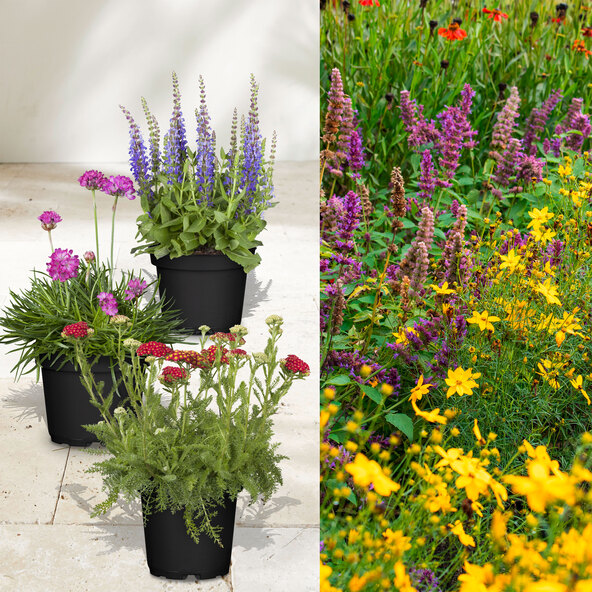 Stauden-Set Frühling, 12er-Set