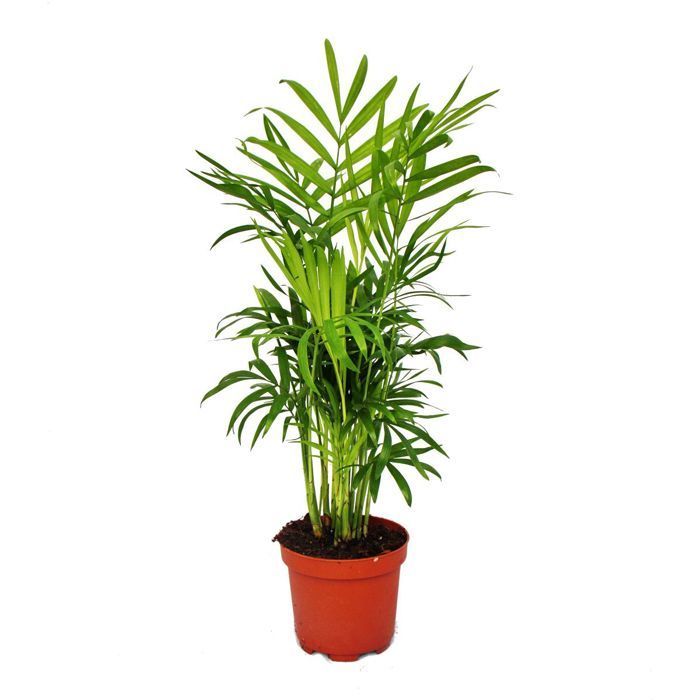 Conjunto grande de 5 plantas de interior - 9 cm