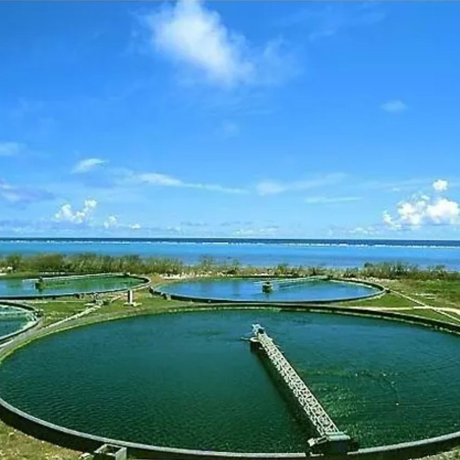 Kenay Chlorella Yaeyama