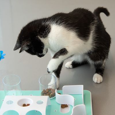 Juguete para gatos en cámara lenta