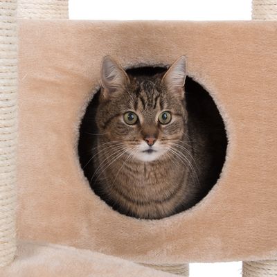 Atlas kattenboom
