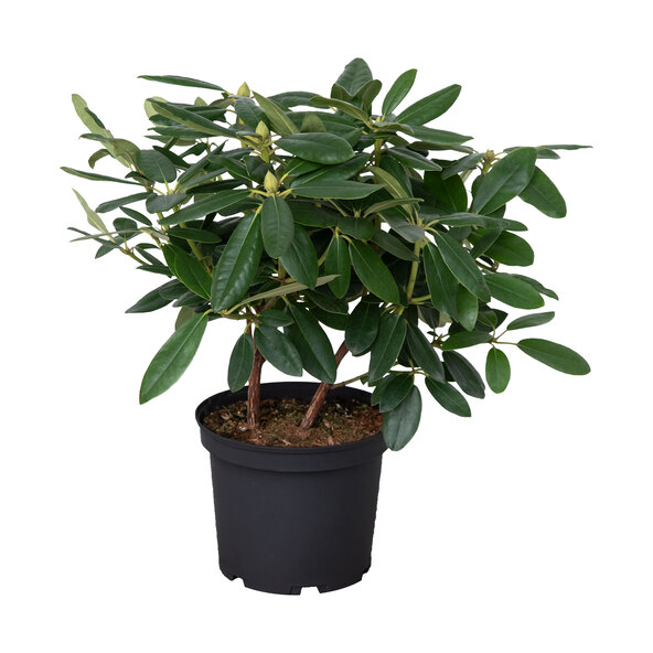 Hybrid rhododendron, lilac