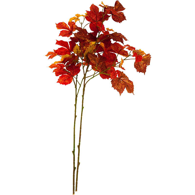 Hem Höstlöv på gren, berberis