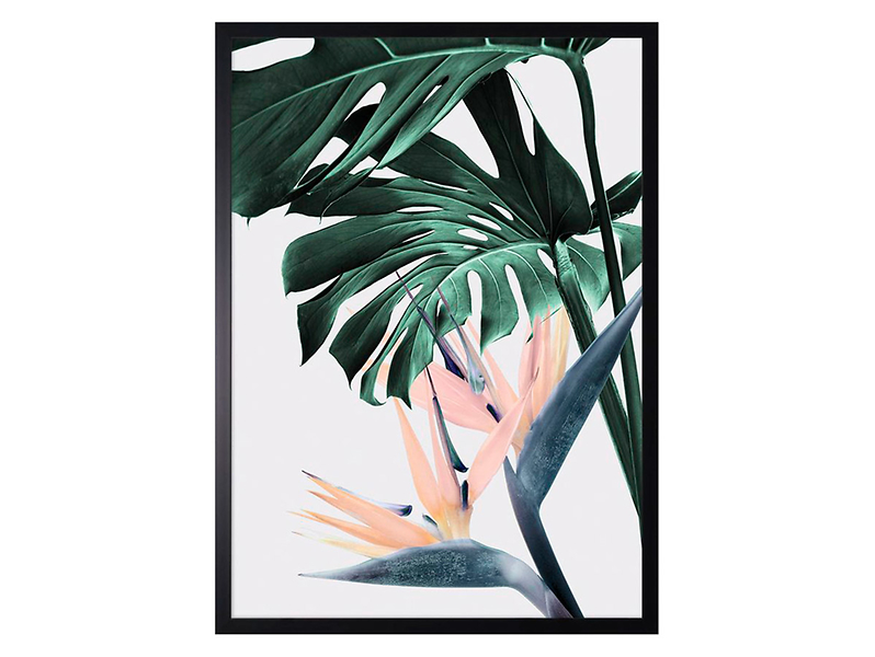 Obraz Monstera i Sterlicja No.1 50x70 cm