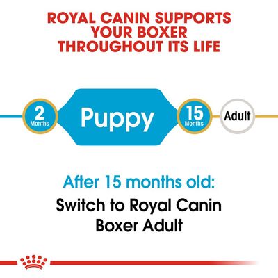 Cachorro bóxer Royal Canin