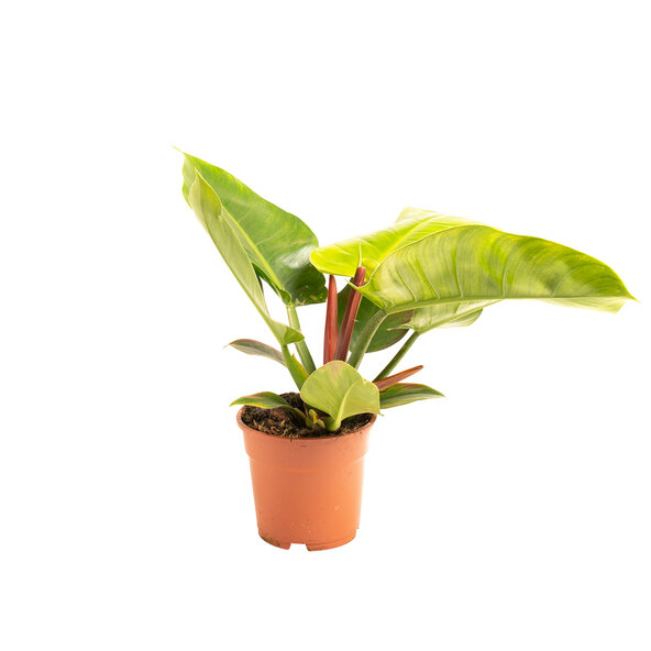 Filodendron Verde Imperial