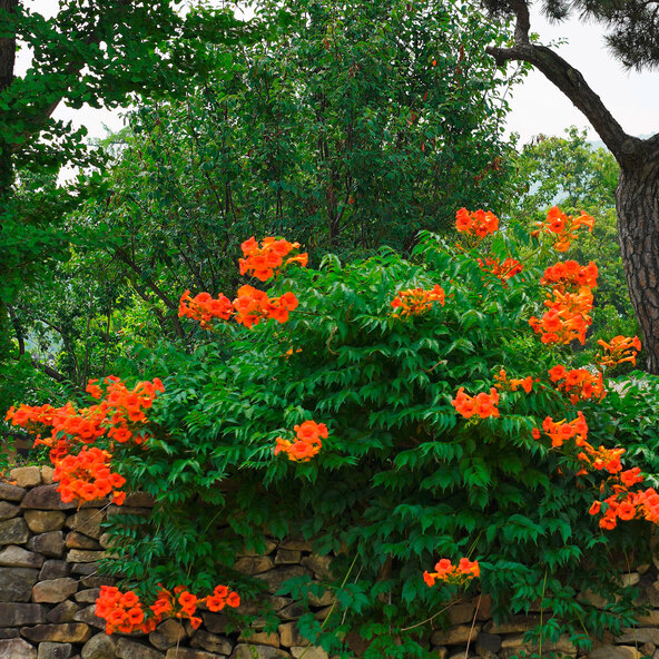 Klettertrompete „Orange Girls“, 2er-set