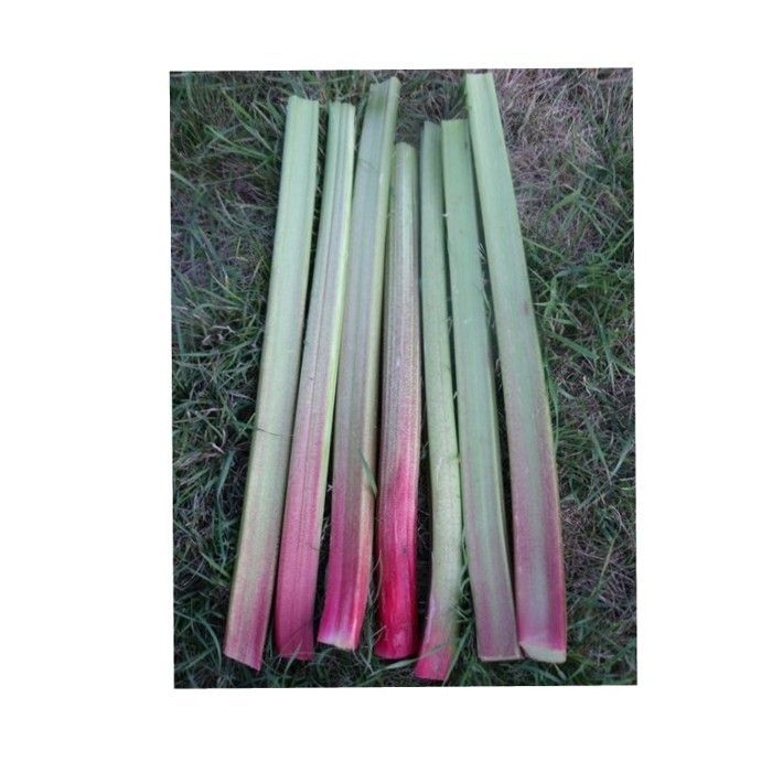 Graine - Semence - Rhubarbe Victoria