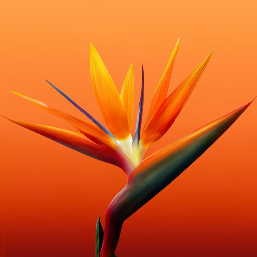 Bali Paradise Eau de Toilette Ženski parfemi