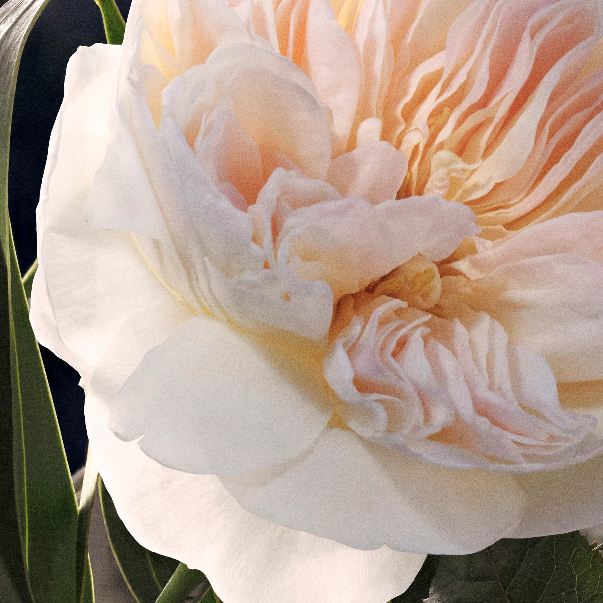 Parfum Chloé Signature 30 ml