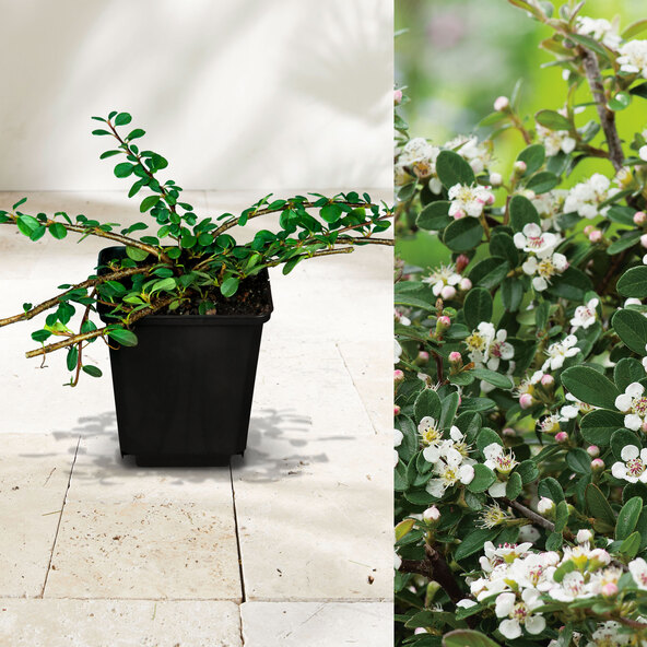 Cotoneaster Frieders Evergreen, sett med 9