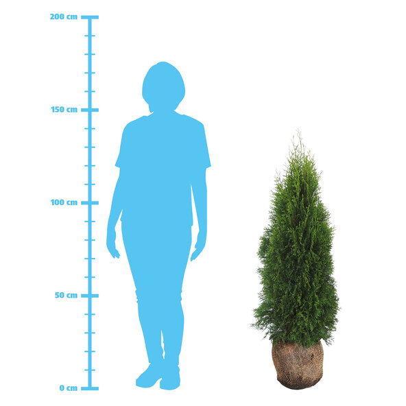 Thuja Smaragd, 20er-set + Dünger