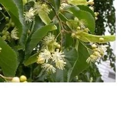 ADAMA EIE Linden Drops voedingssupplement 30 ml
