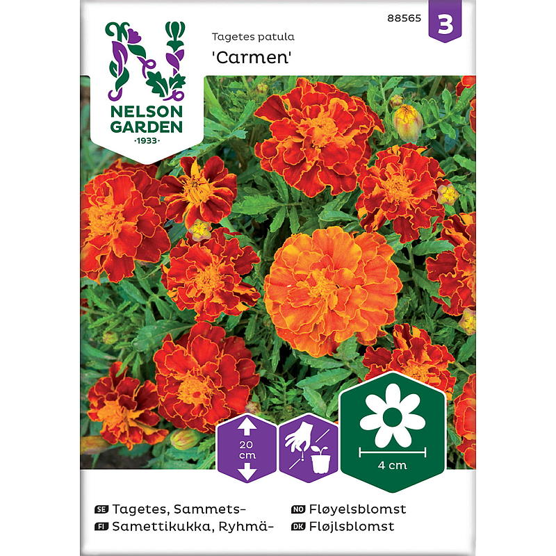 Nelson Gartensamen Samtblume Carmen, niedrig