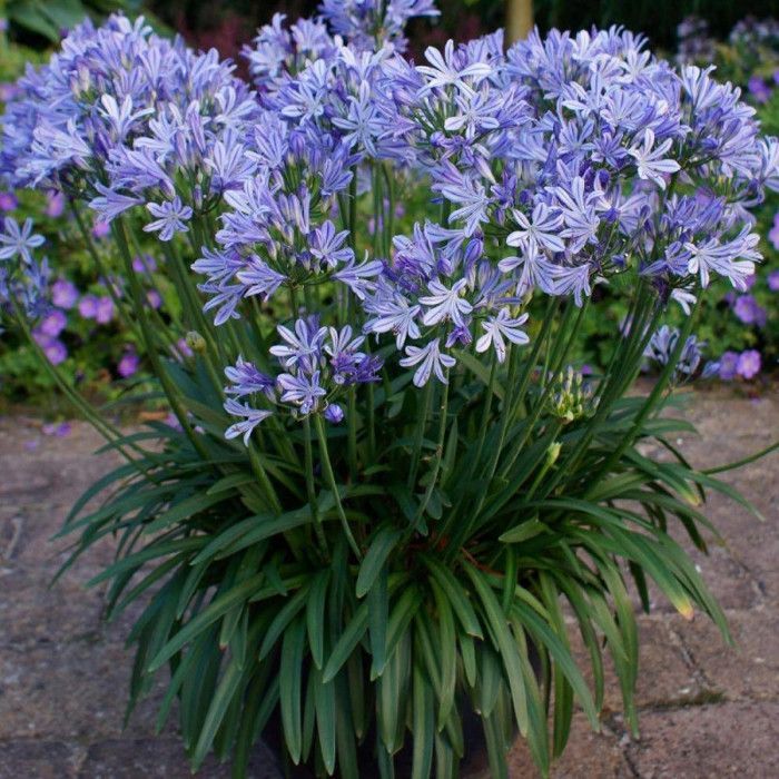 Agapanthe Charlotte®