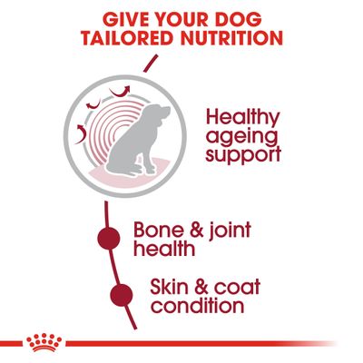 Royal Canin Edad Media 10+