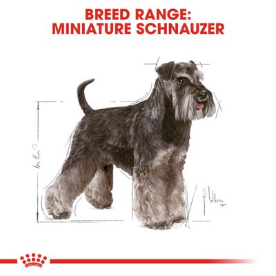 Schnauzer nano adulto Royal Canin