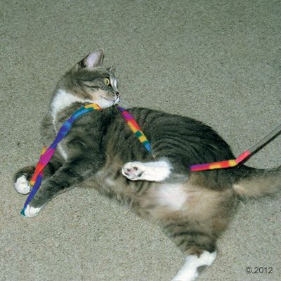 Cat Charmer Cat Dangle