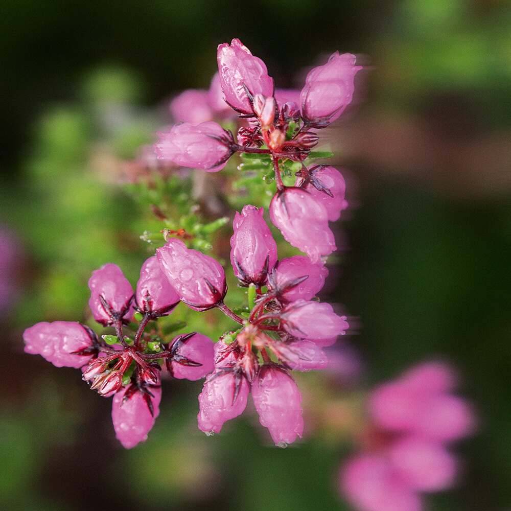 Håndrensegel uden skylning Engblomst og lyng