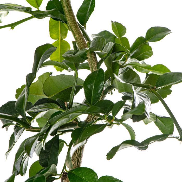 Gran árbol de lima kaffir, cultiva tu propia fruta en casa, tanto en interiores como en exteriores.