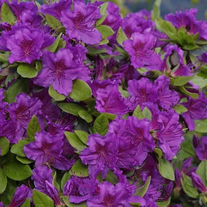 Azalée 'Geisha Violet' - Plantes Vivaces AZALEE DU JAPON pour Jardin & Balcon - Arbustes à Fleurs Persistantes en Pot