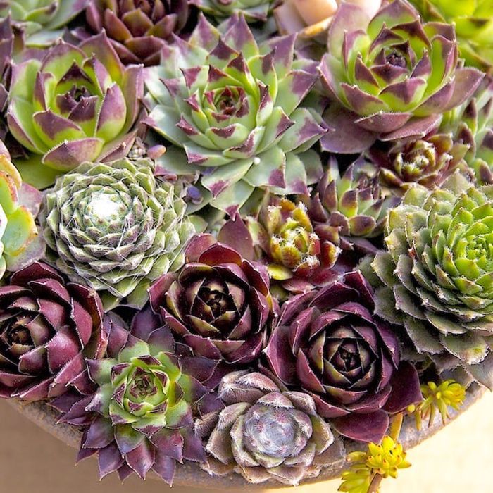 Sempervivum Mix - 5 plants | Hen & Chicks indoor succulents | 5-15cm with pot