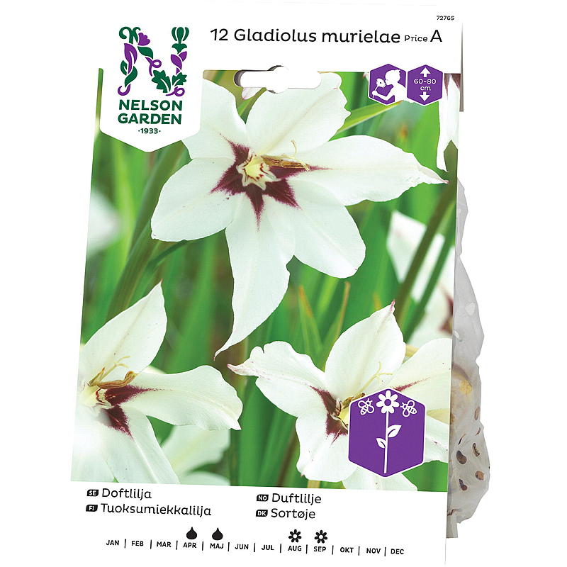 Nelson Garden Doftande Lilja Gladiolus callianthus, vit