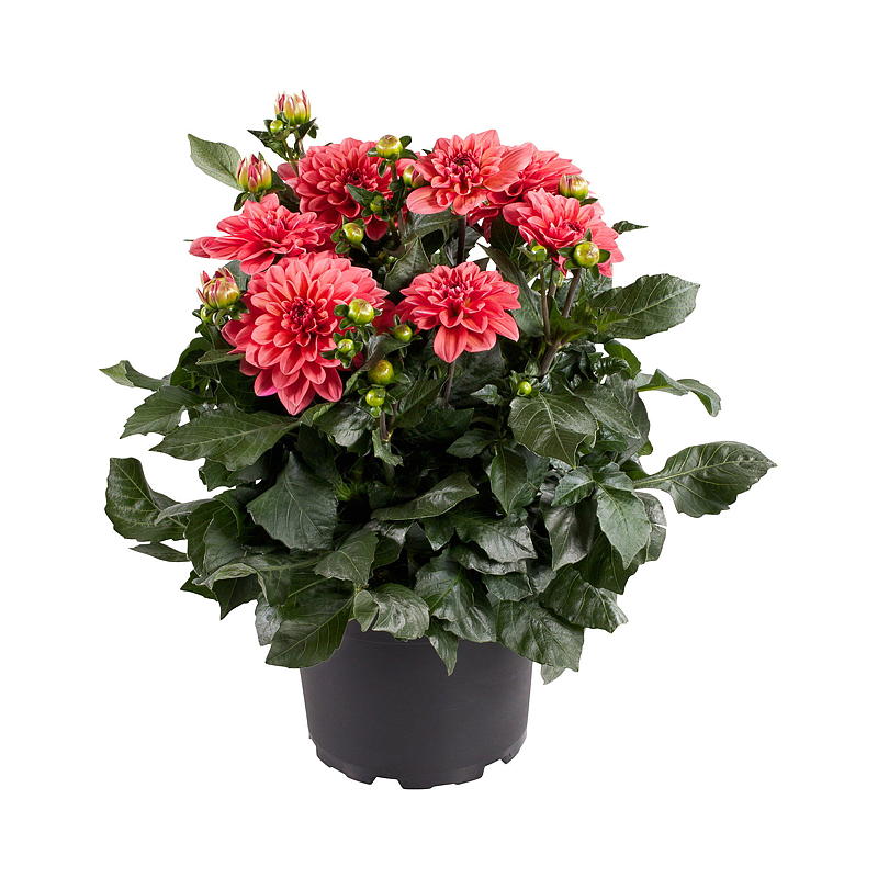 Zomerdahlia P19 Dahlia, mix