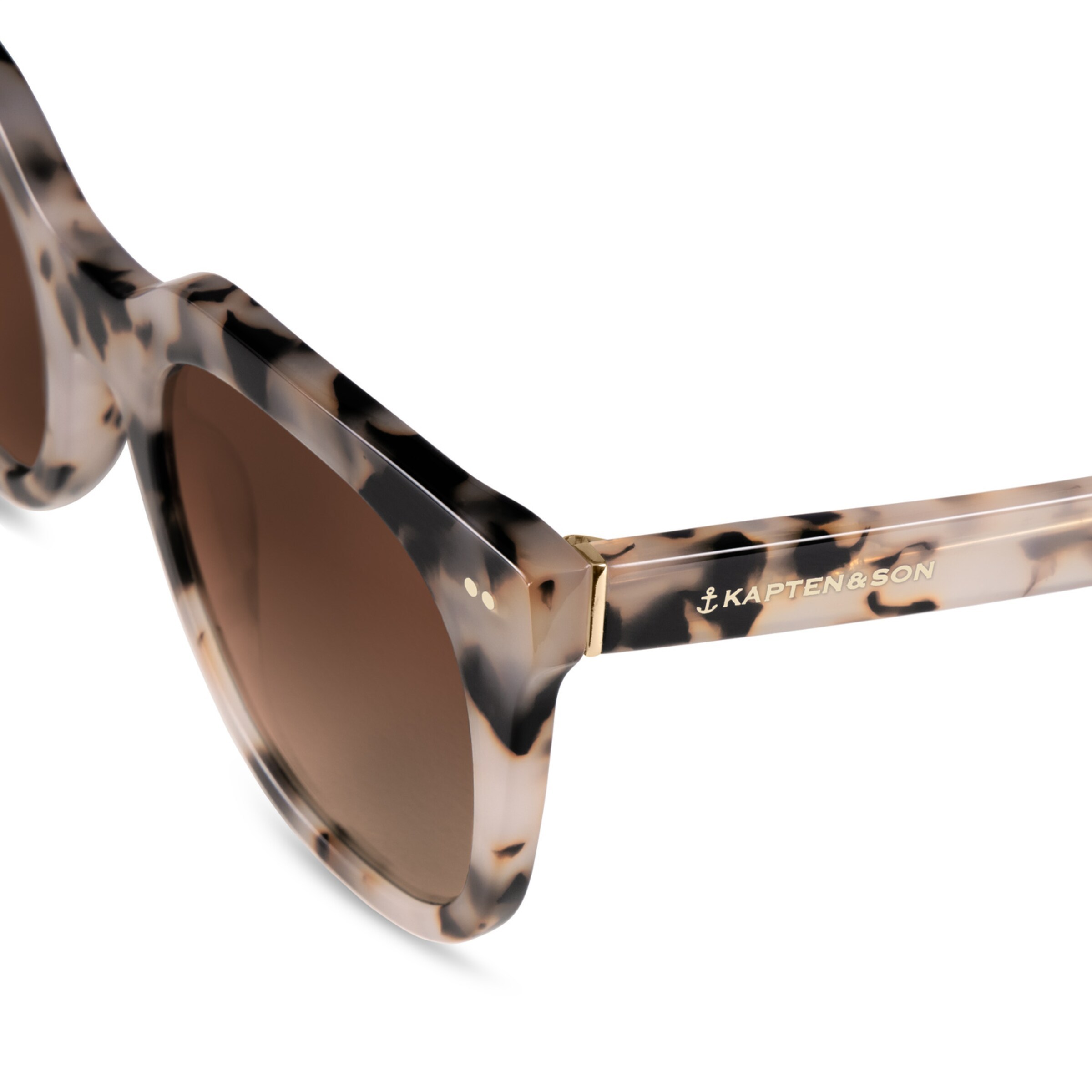 Tortue brune des sables de Florence