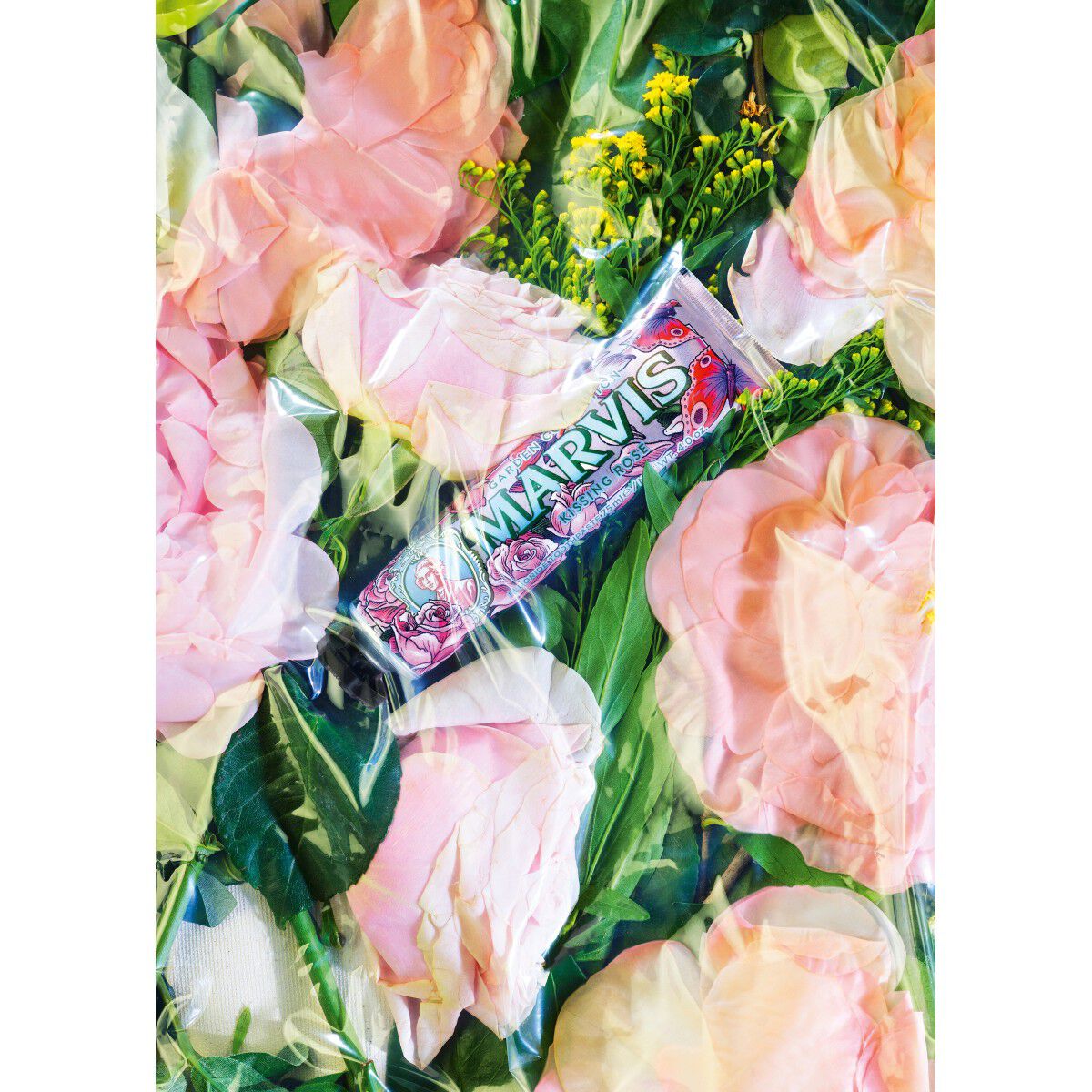 Marvis Kissing Rose