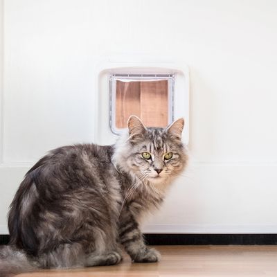 SureFlap DualScan Mikrochip-Katzenklappe