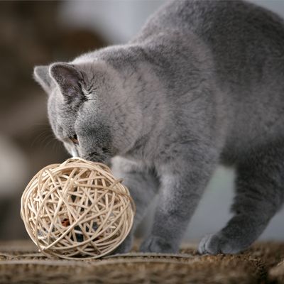Mouse Karlie Willow Ball con chip sonoro
