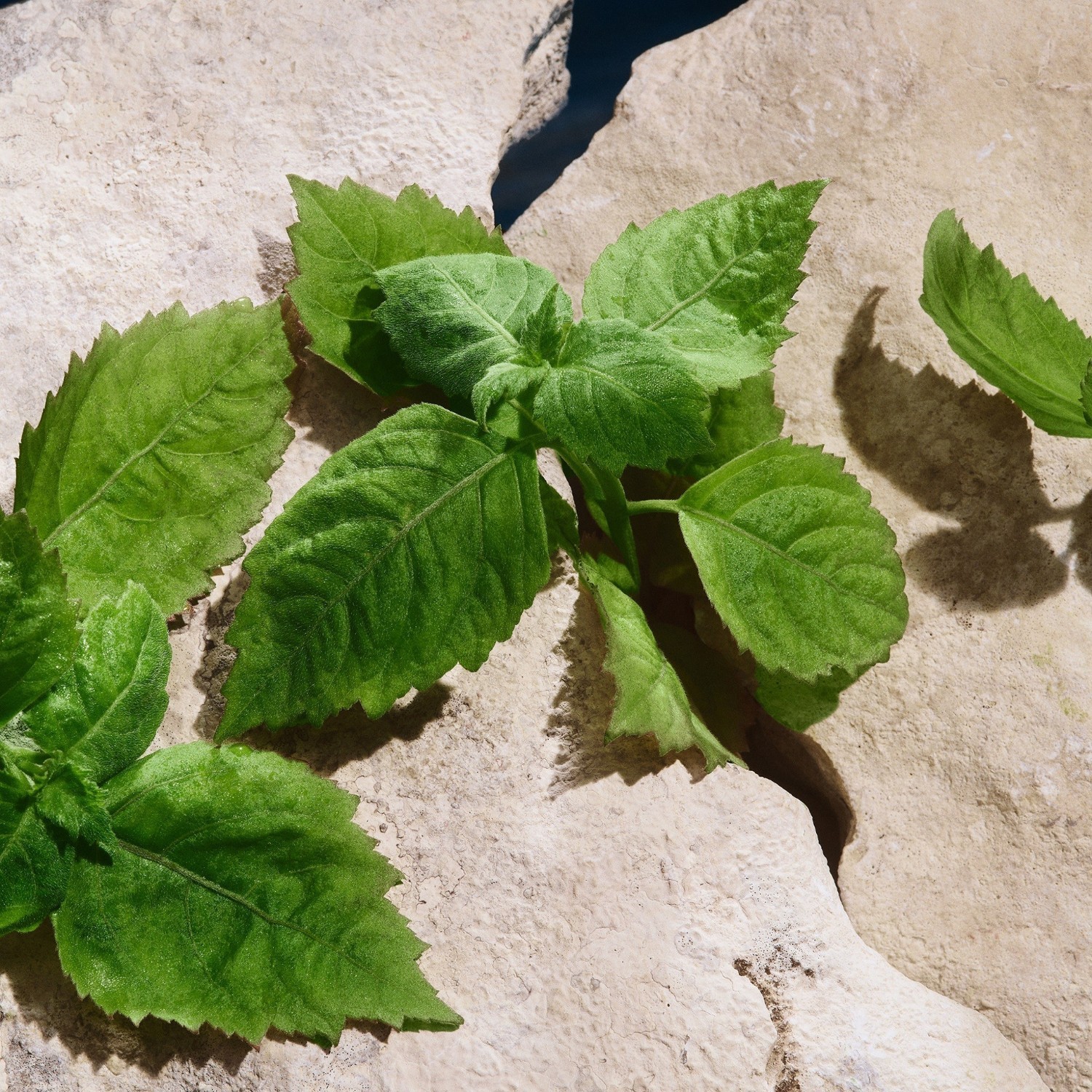 Dolce&Gabbana parfemska voda Light Blue Capri In Love – 50 ml