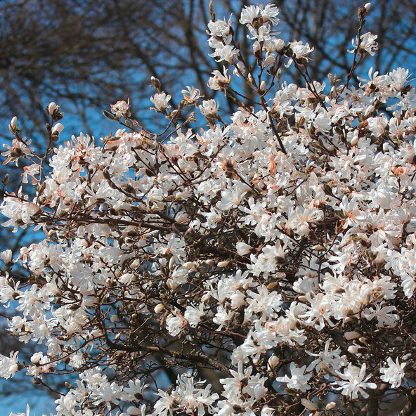 Magnolie stelară, cer înstelat