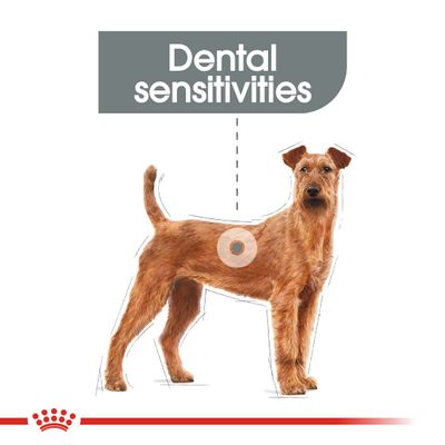 Royal Canin Care Nutrition Medium Zahnpflege