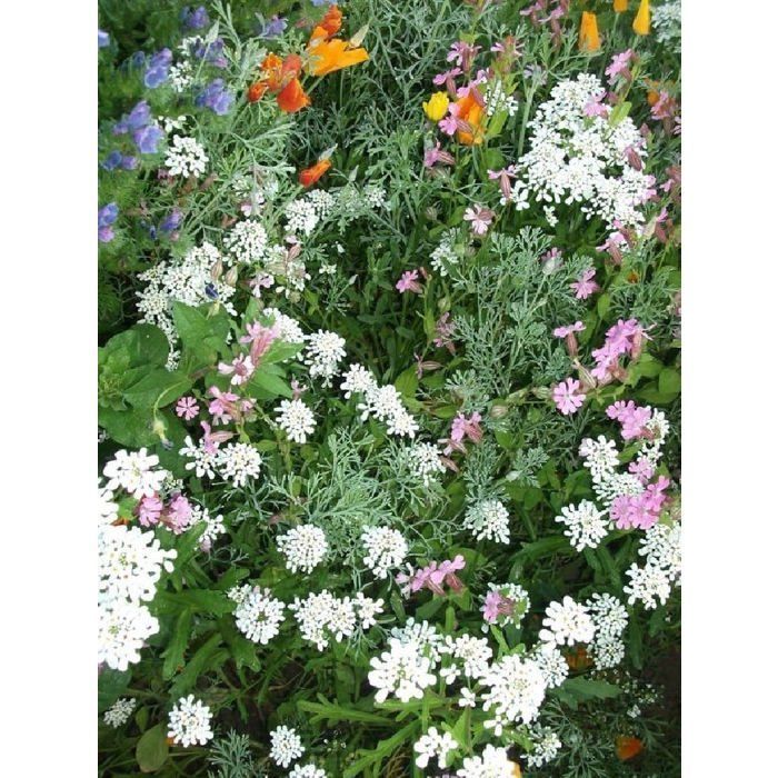 Graine - Semence - Fleurs à balcons en mélange
