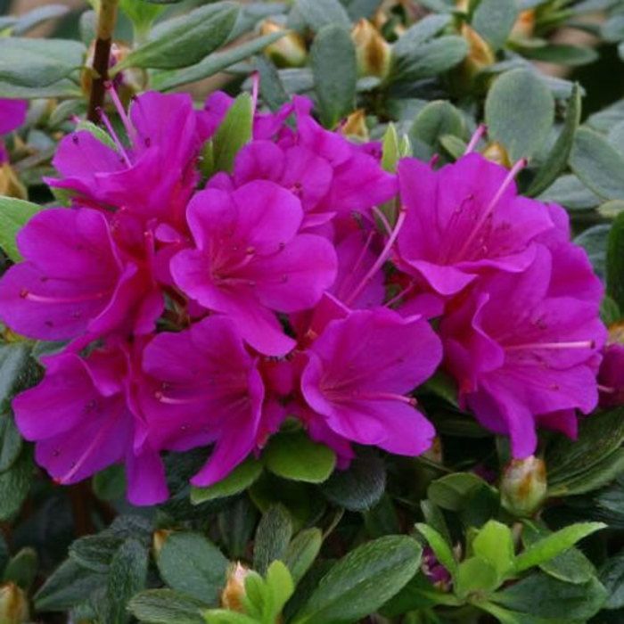 Azalée 'Geisha Violet' - Plantes Vivaces AZALEE DU JAPON pour Jardin & Balcon - Arbustes à Fleurs Persistantes en Pot