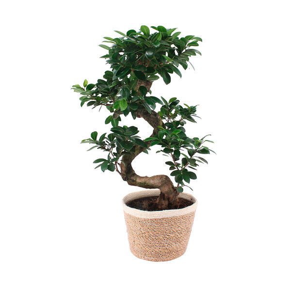 Chinese vijg in een decoratieve mand
