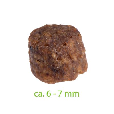 Smilla kotě s kachnou
