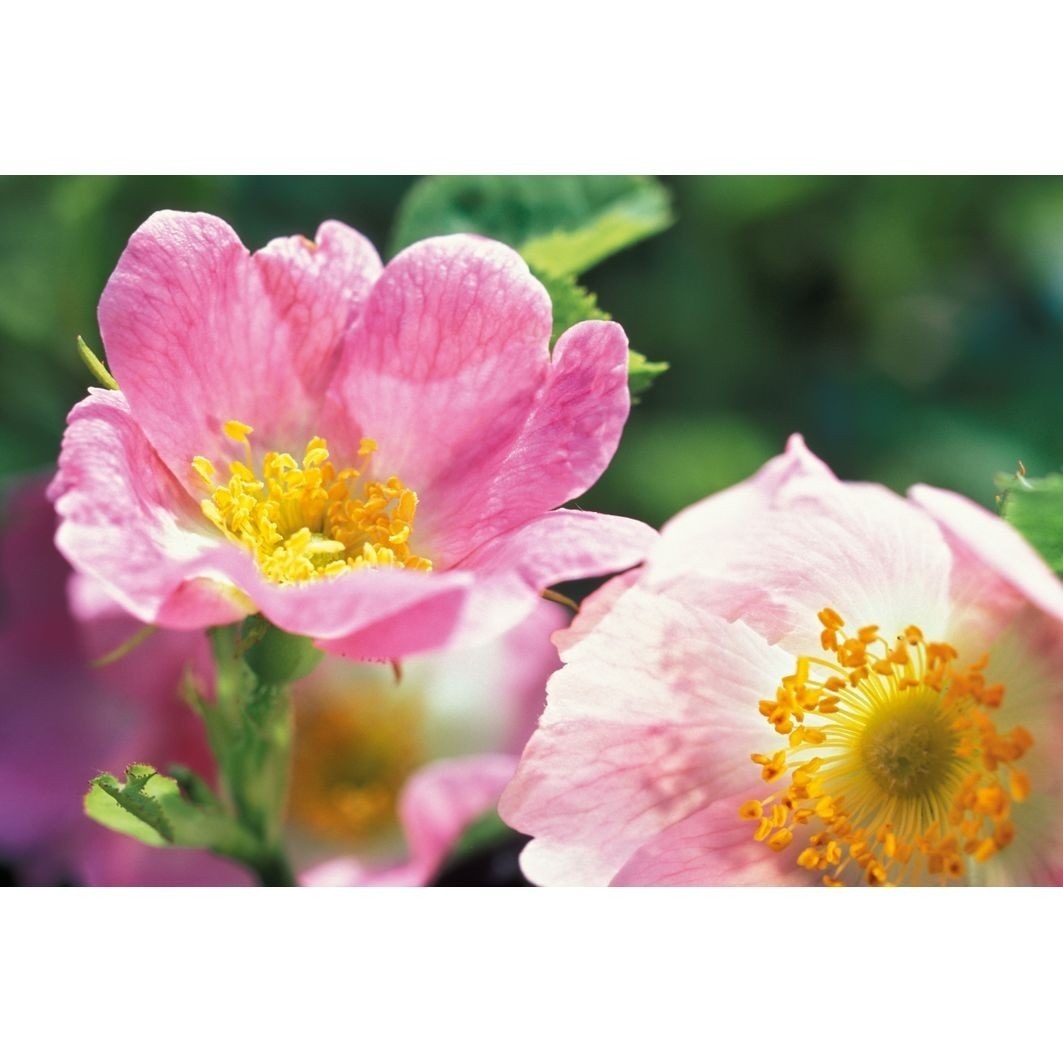 Weleda harmonizuojamasis kūno aliejus „Wild Rose“ – 100 ml
