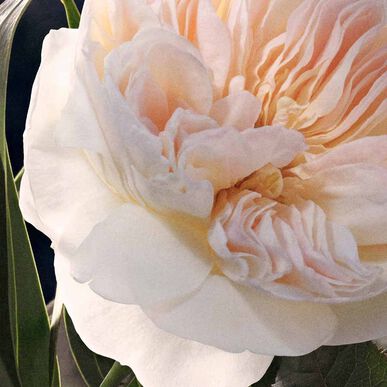 Chloé Chloé Signature Eau de Parfum Refill 150 ml 150 ml