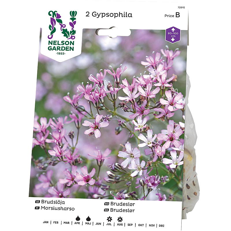 Nelsonin puutarhan morsiushuntu Gypsophila panicul. vaaleanpunainen