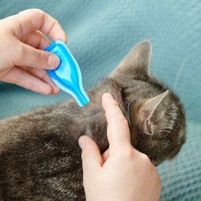 beaphar FIPROtec® Kirppu- ja punkkilakka kissoille