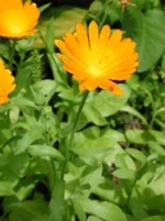 HERBOPLANET Ringelblume 50 ml