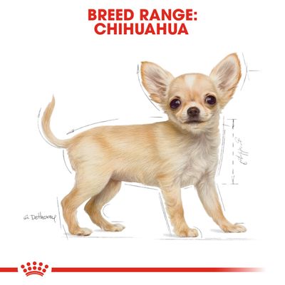 Szczeniak Royal Canin Chihuahua