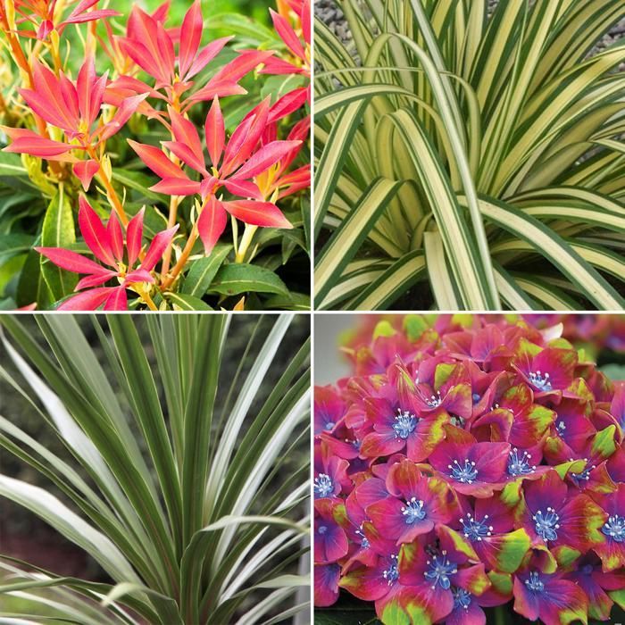 Mélange 5 plantes de jardin - Plantes de haute qualité certifiée