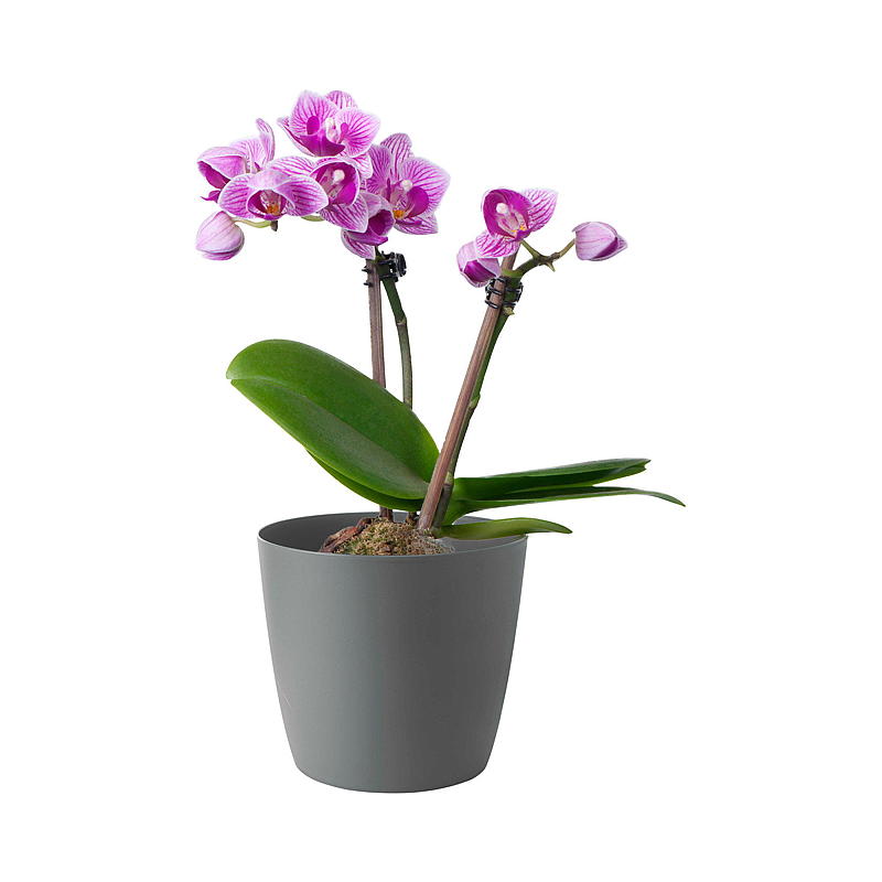 Koti Itsekasteluruukku ø 40 cm harmaa, Ella