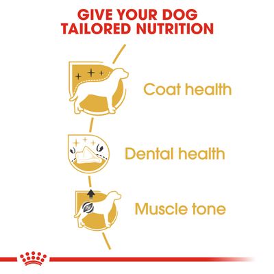 Caniche adulto Royal Canin